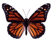 Monarch Butterfly