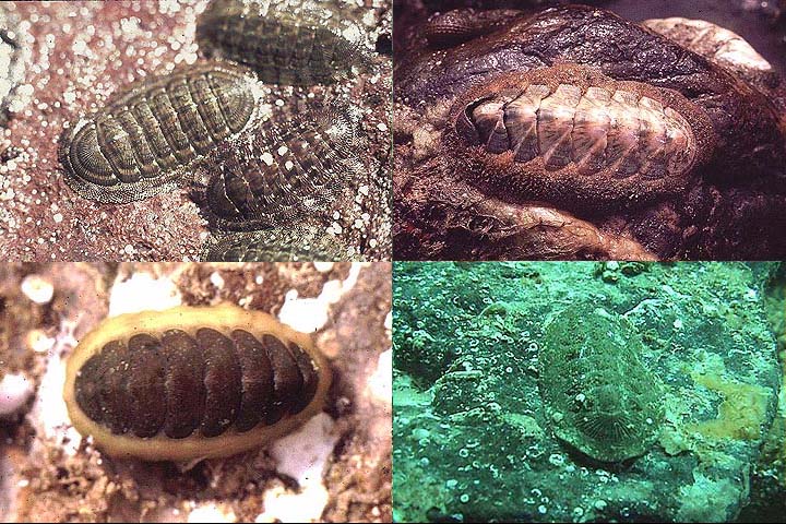Unknown chitons