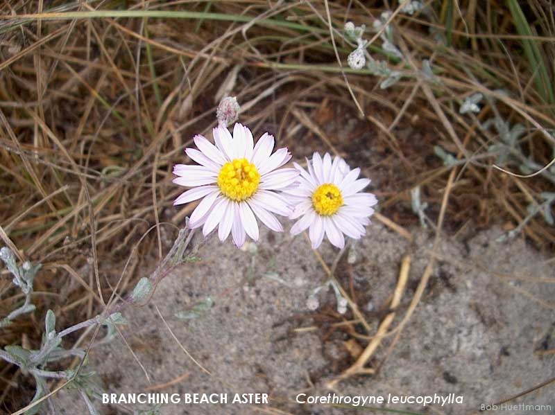 Branching Beach Aster 