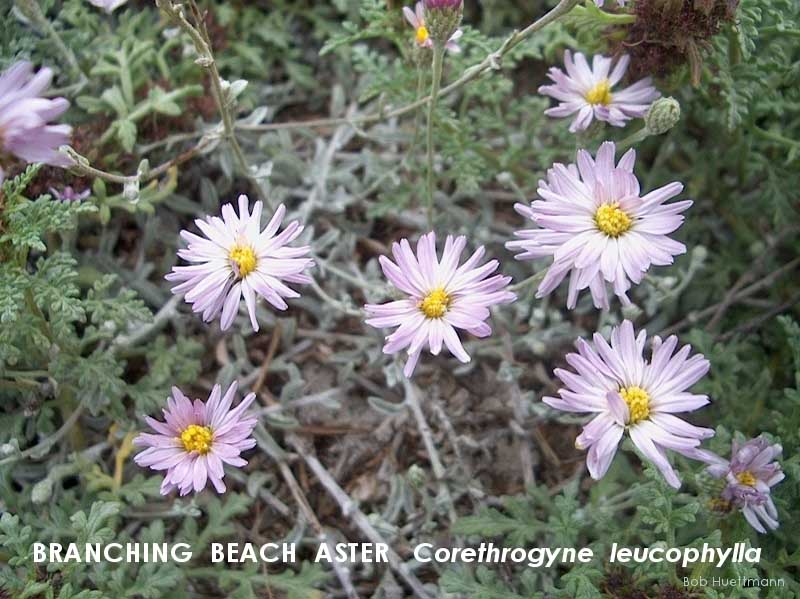 Branching Beach Aster 2 