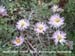 Branching Beach Aster 2 