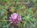 Cow Clover 
