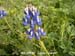 Sky Lupine 