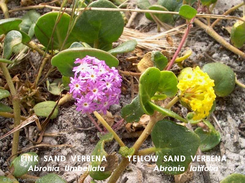 Colored Sand Verbena 
