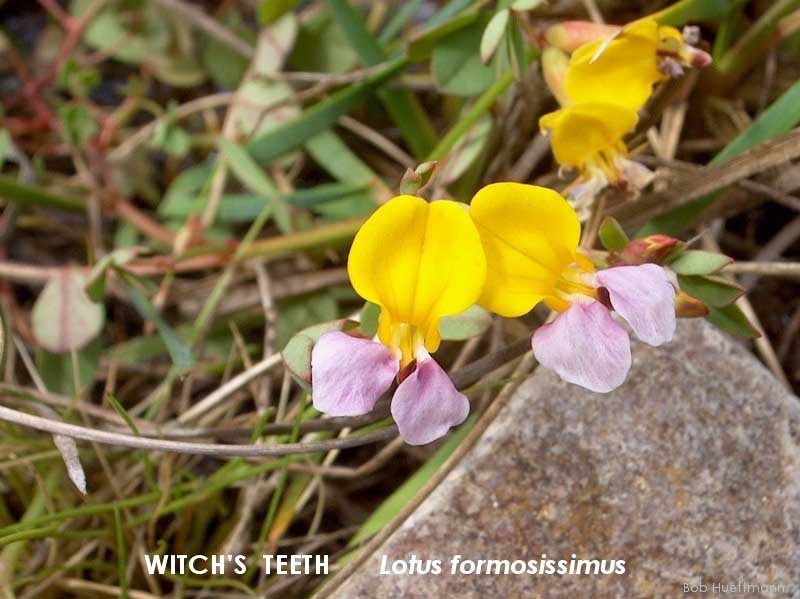 Witch's Teeth 