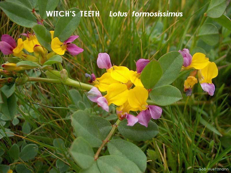 Witch's Teeth 2 