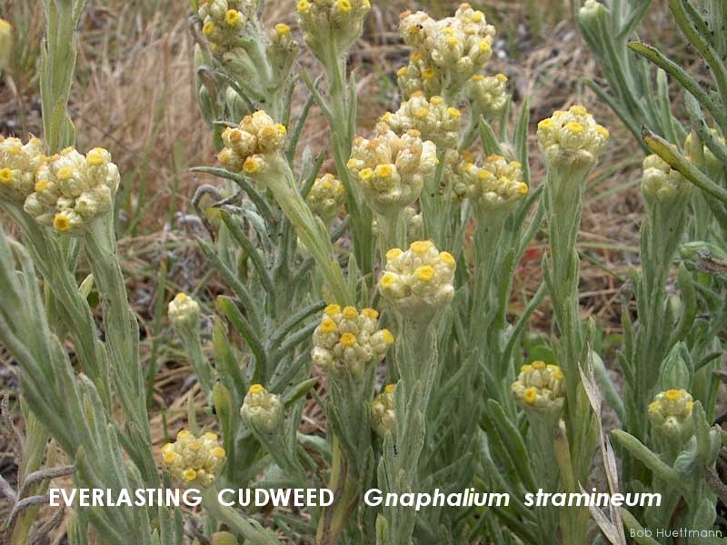 Everlasting Cudweed 