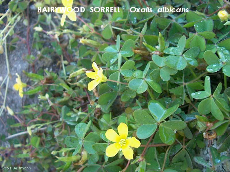 Hairywood Sorrell 