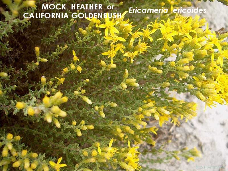 Mock Heather 