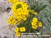 Menzies' Wallflower 