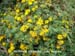 Prostrate Deerweed 