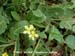 Wild Radish, Yellow 