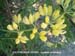 Yellow Bush Lupine 