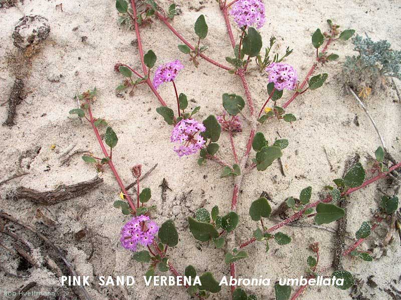 Pink Sand Verbena 2 