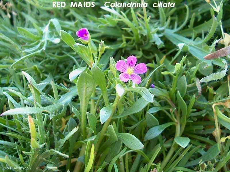 Red Maids 