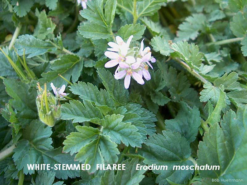White-stemmed Filaree 