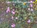 Checker Bloom 2 