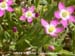 Davy's Centaury 