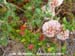 Dune Buckwheat 