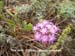 Pink Sand Verbena 