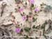 Pink Sand Verbena 2 