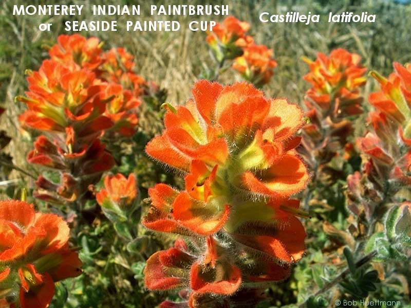 Monterey Indian Paint 