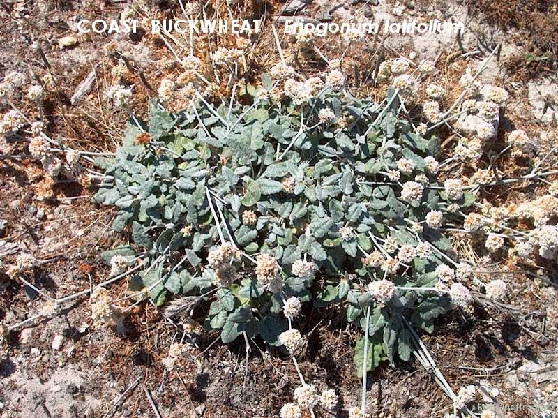 Coast Buckwheat 2 