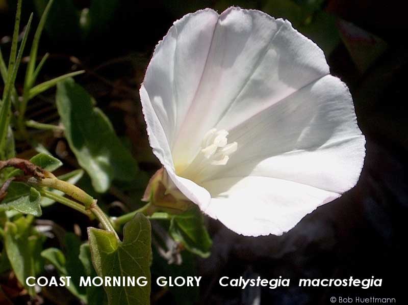 Coast Morning Glory 2 