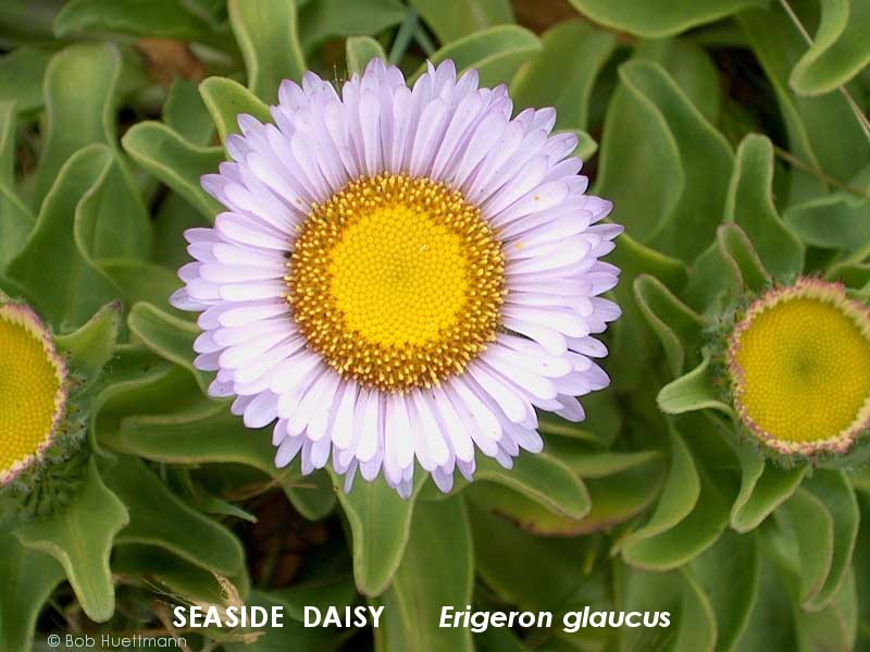 Seaside Daisy 