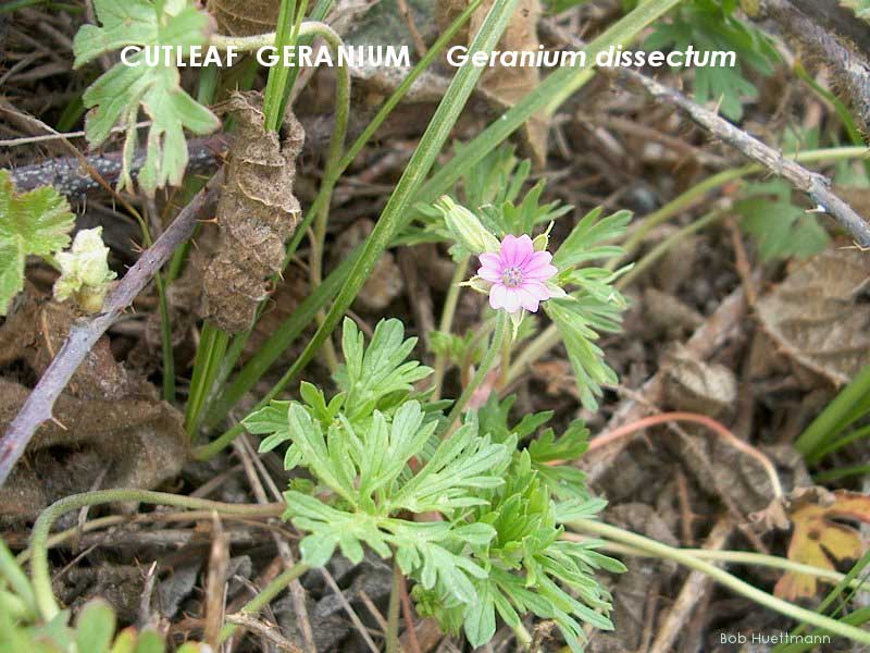 Cutleaf Geranium 