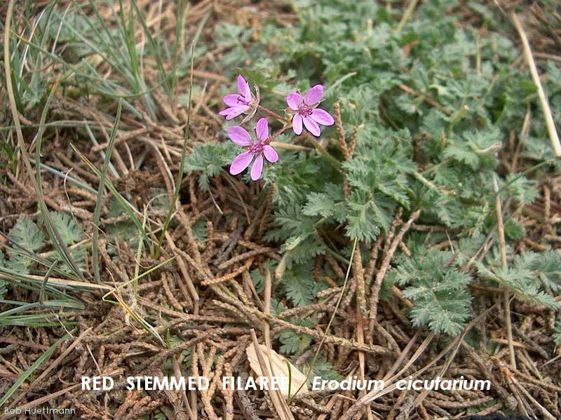 Red Stemmed Filaree 