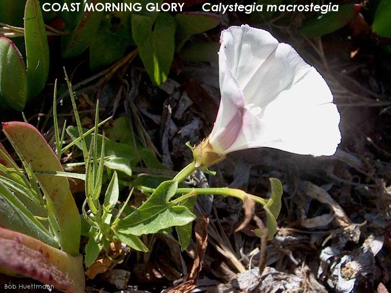 Coast Morning Glory 
