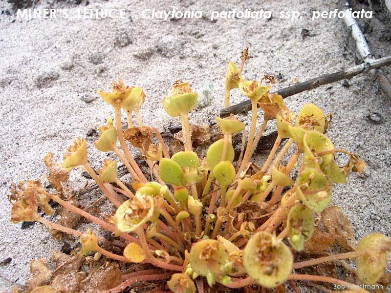 Miner's Lettuce 