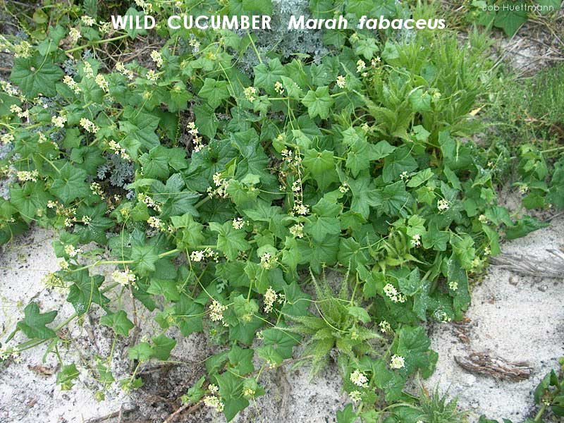 Wild Cucumber 2 