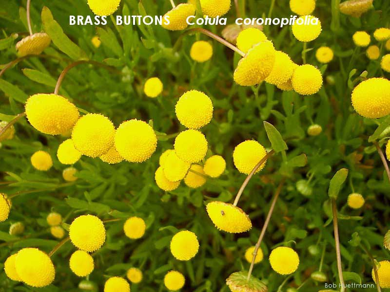 Brass Buttons 