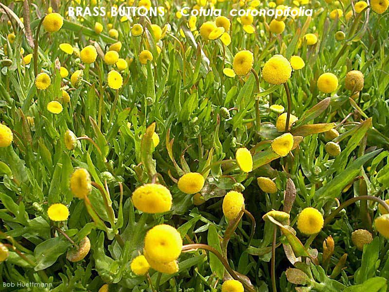 Brass Buttons 2 