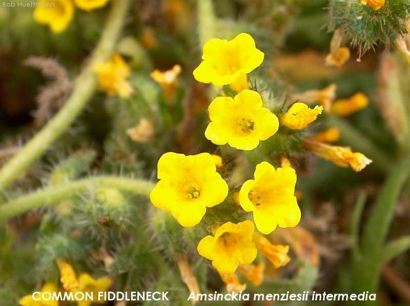 Common Fiddleneck 