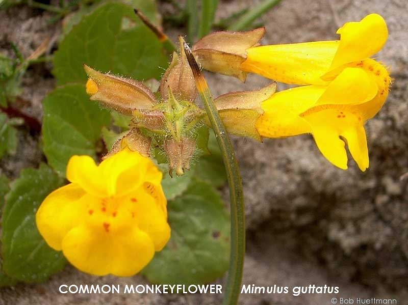 Common Monkey Flower 